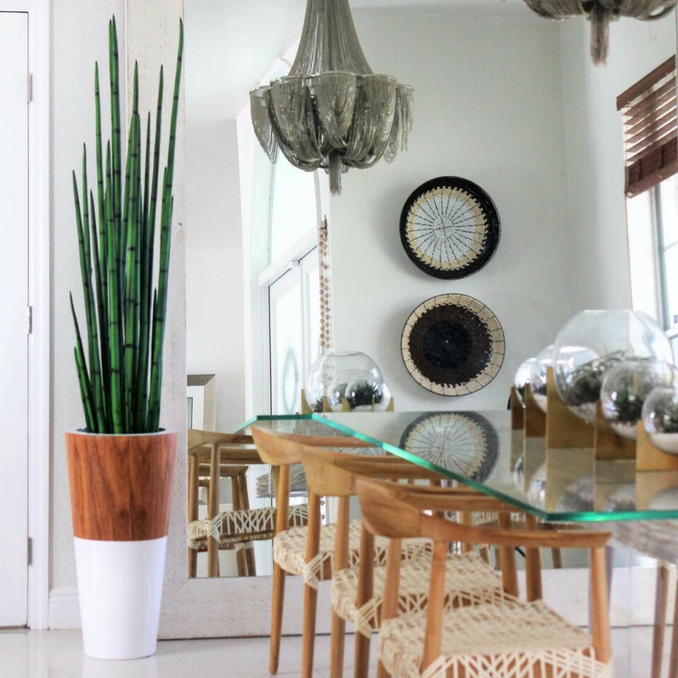Herbe serpent (160 cm) avec pot Lux blanc