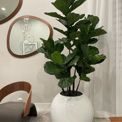 Vase sphérique blanc 76 cm avec figuier lyre