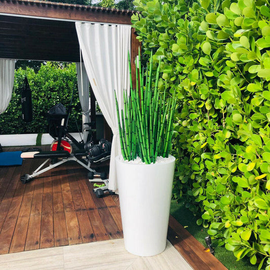 Herbe serpent (1,22 m) avec pot Belle L
