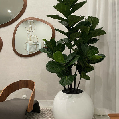 Vase sphérique blanc 76 cm avec figuier lyre