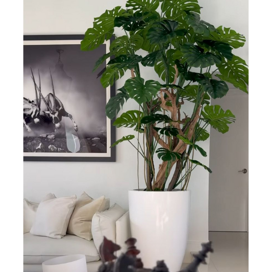 Arbre Monstera (feuille de costela-de-adão) dans pot blanc éclatant