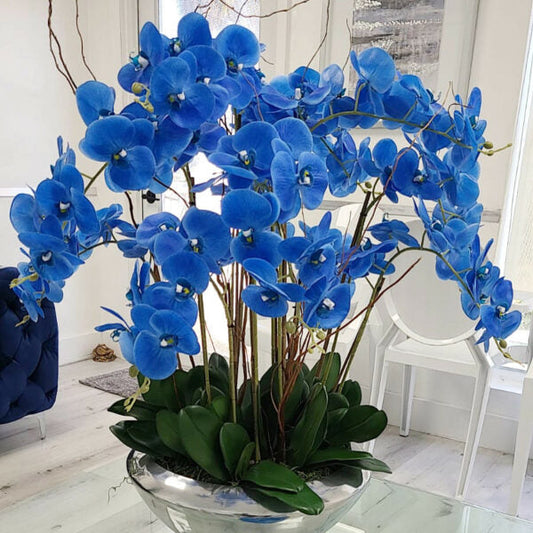 Bol Avenue avec orchidées Phalaenopsis bleues