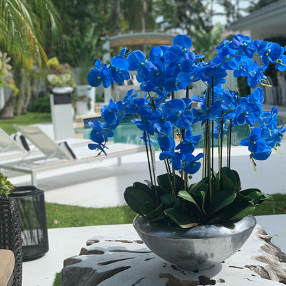 Bol Avenue avec orchidées Phalaenopsis bleues