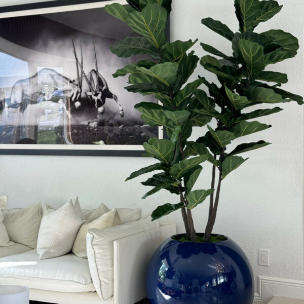 Pot globe bleu avec figuier lyre