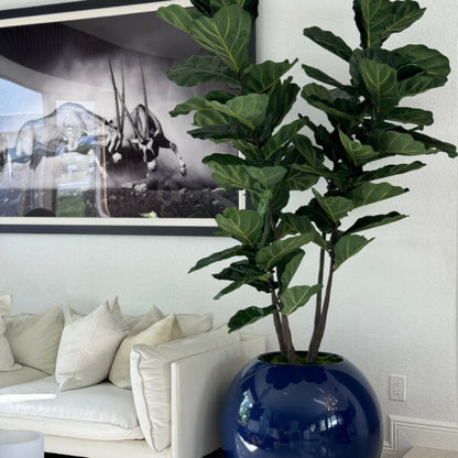 Pot globe bleu avec figuier lyre