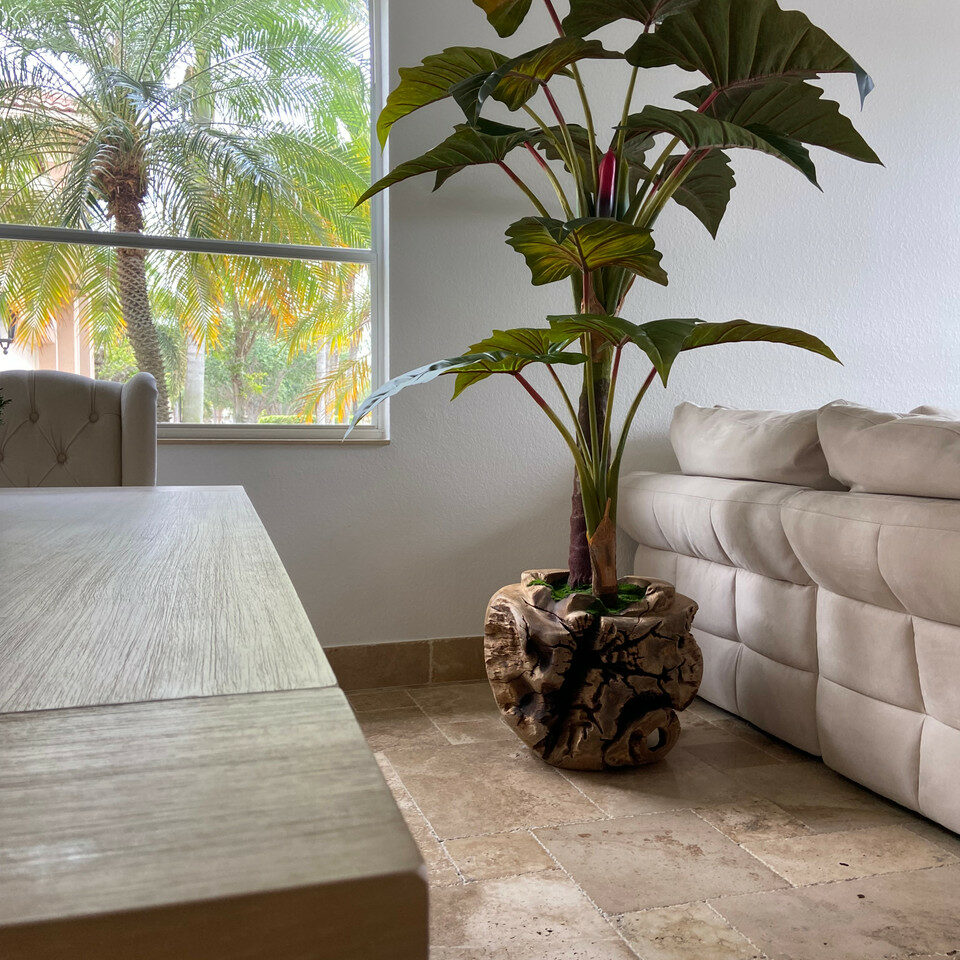 Grand bol en teck avec plante Alocasia