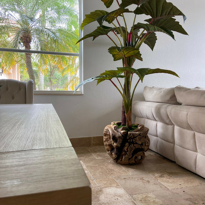 Grand bol en teck avec plante Alocasia