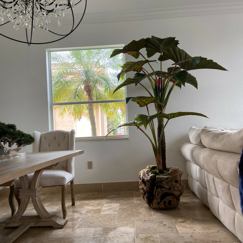 Grand bol en teck avec plante Alocasia