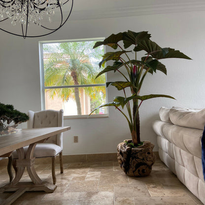 Grand bol en teck avec plante Alocasia