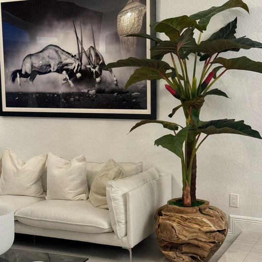 Grand bol en teck avec plante Alocasia