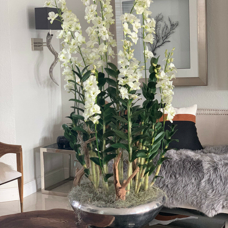 Boîte à fleurs Avenue avec orchidées Dendrobium