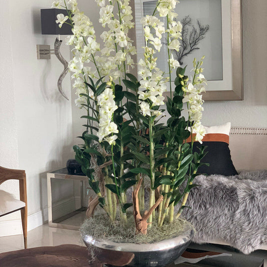 Boîte à fleurs Avenue avec orchidées Dendrobium
